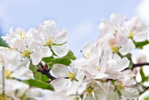 branch of apple blossom