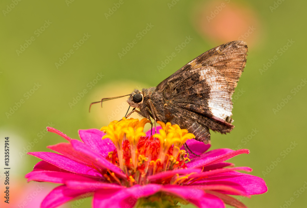 Fototapeta premium Hoary Edge butterfly on a bright pink Zinnia in summer garden