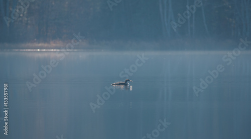 Common Loon - Gavia Immer - in winter colors, swims slowly along on a lake surface. Subdued soft Sunshine illuminates the forest behind.