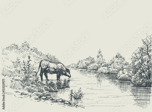 Cow drinking water at the river shore. Graphic landscape