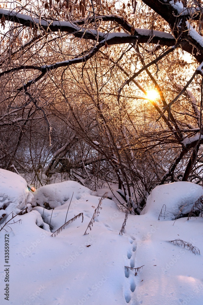 forest in winter forest in winter