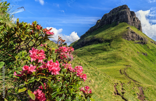 rhododendron flowers in Dolomites - Val di Fassa  Italy