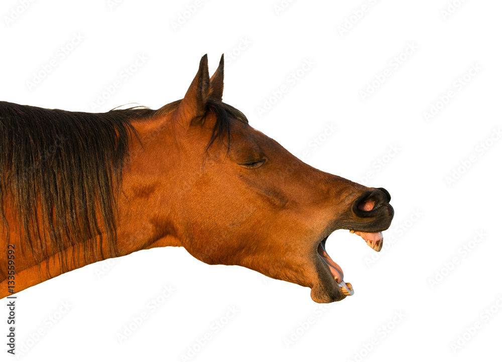Naklejka premium Sive view of a yawning red bay horse; isolated on white