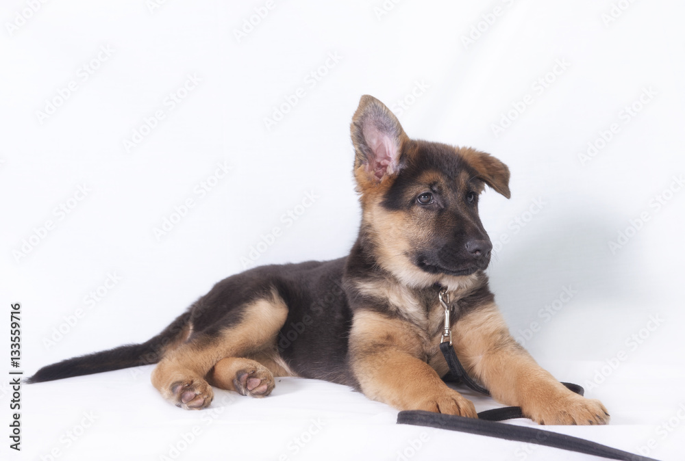 Image of a young German shepherd puppy laying down. Taken on a white background. 