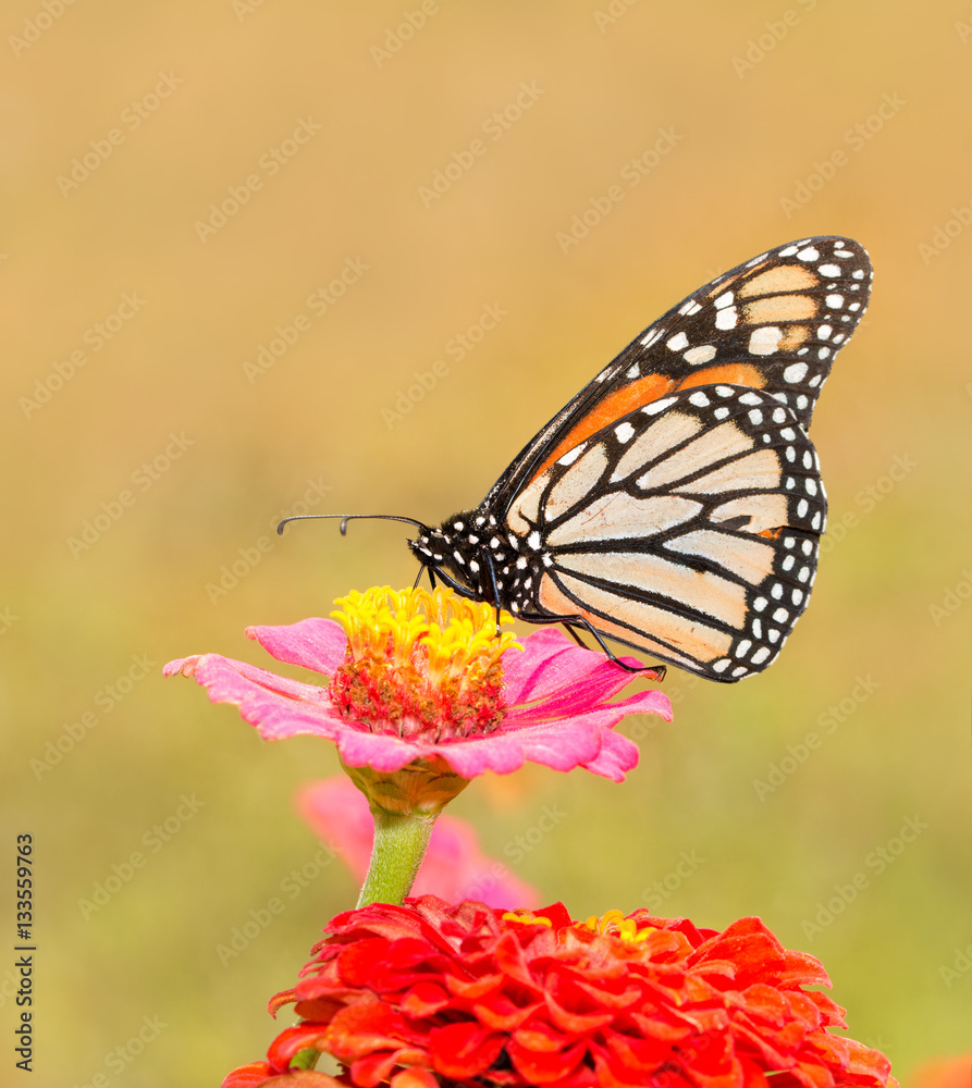 Monarch butterfly on a pink Zinnia in summer sun