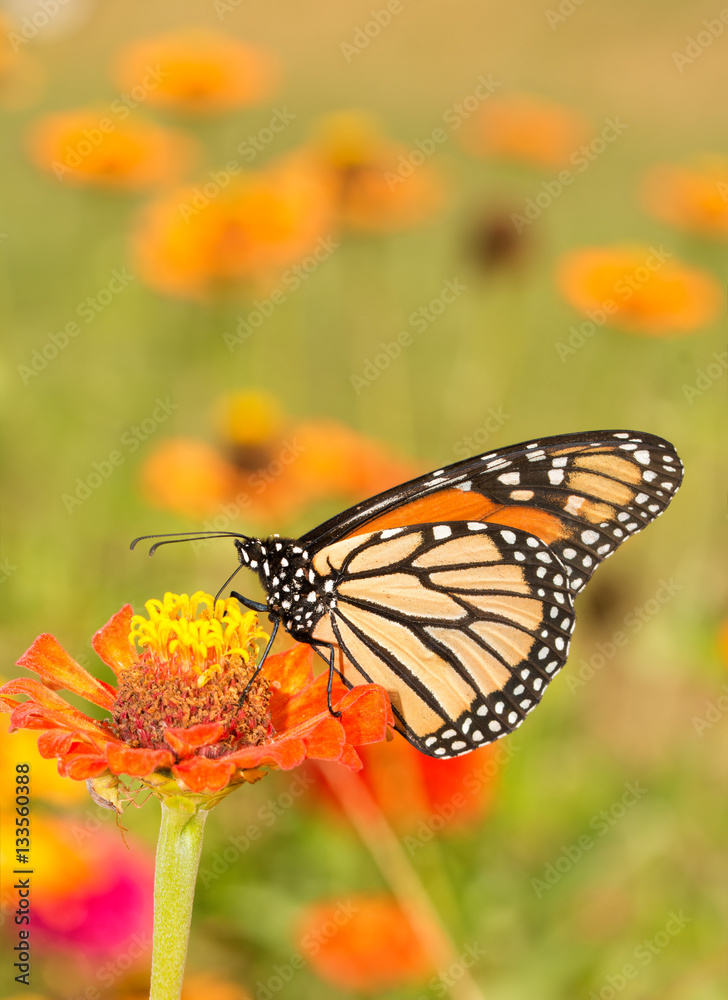 Beautiful Monarch butterfly getting nectar from an orange Zinnia flower in summer garden Beautiful Monarch butterfly getting nectar from an orange Zinnia flower in summer garden