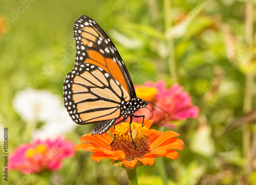 Ventral view of a Monarch butterfly feeding in a colorful, bright summer garden © pimmimemom