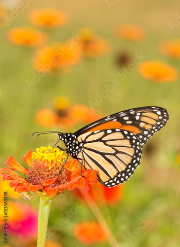 Beautiful Monarch butterfly getting nectar from an orange Zinnia flower in summer garden