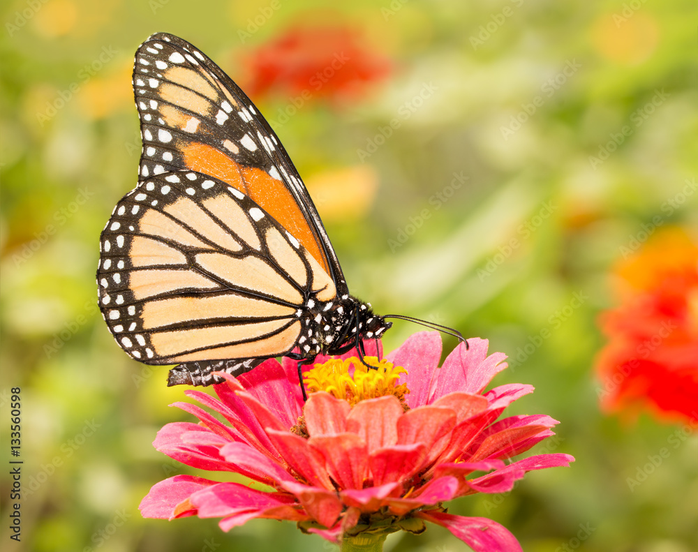 Closeup of a Monarch butterfly on a pink flower Closeup of a Monarch butterfly on a pink flower