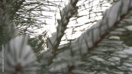 Beautiful tree covered with snow, close-up view, in the frosty winter, the Christmas forest photo