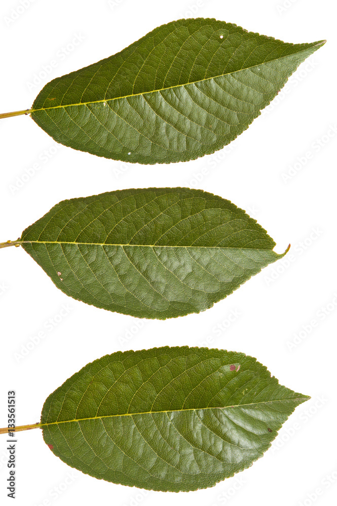 cherry tree leaf isolated on white background cherry tree leaf isolated on white background