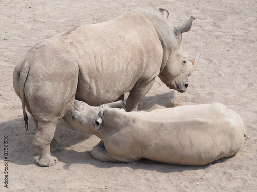 The rhinoceros is a large  powerful with thick skin and a very dangerous animal horn. But look how closely they re watching the baby when mom feeds him.