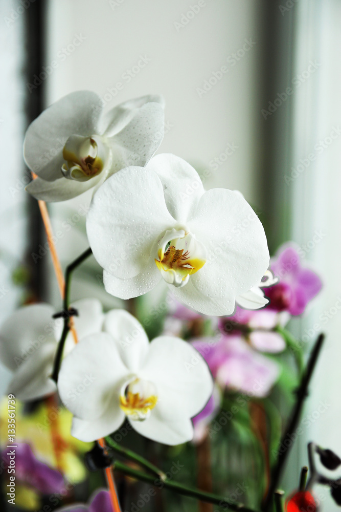 Fototapeta premium white orchid