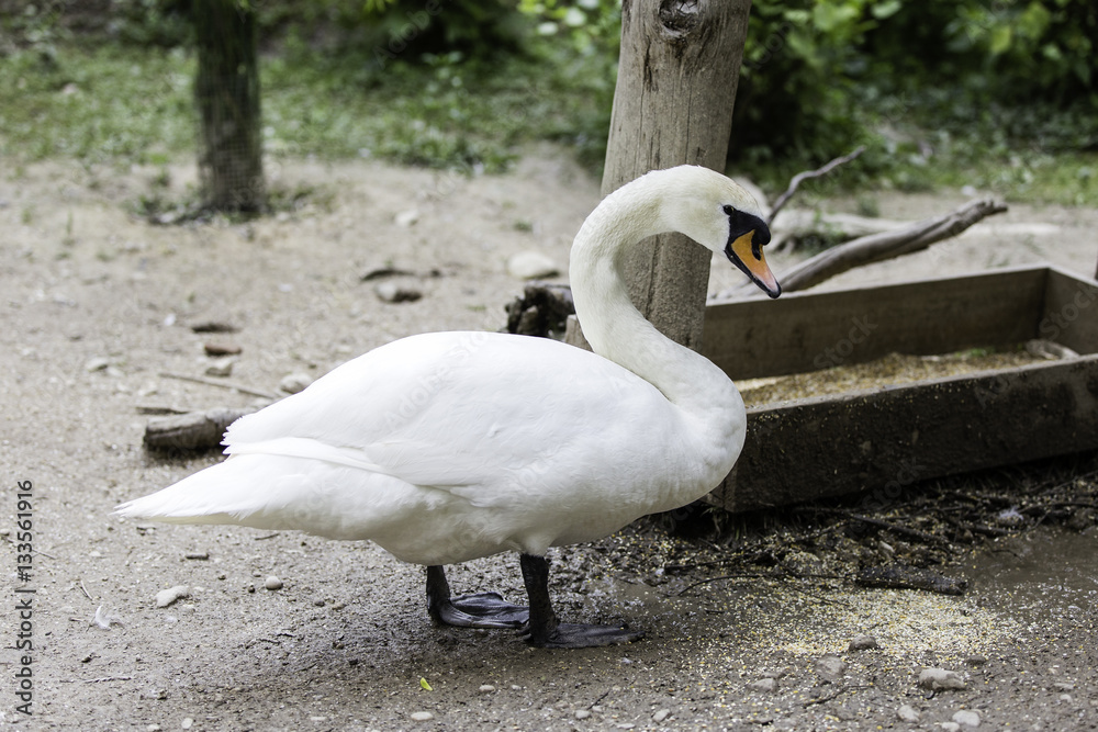 Cigno reale Cigno reale