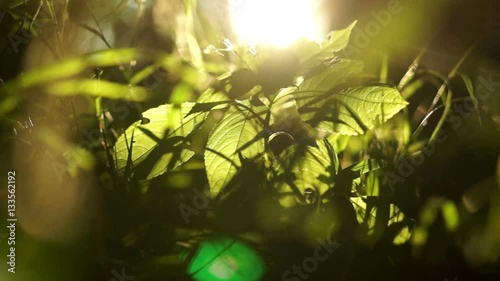 Leafes at sunset