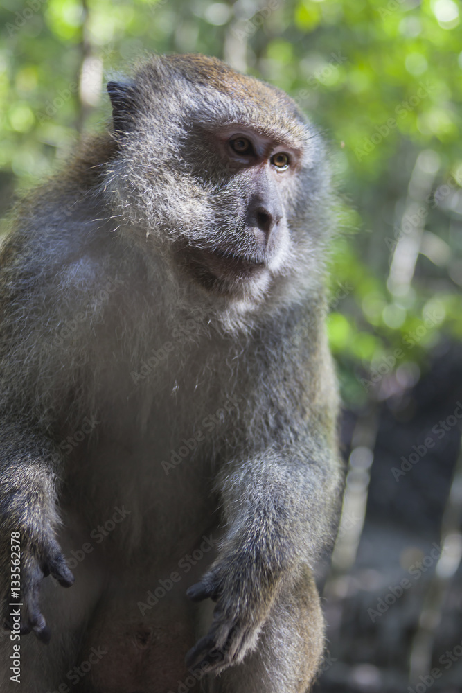 Wise monkey in Malaysian jungle