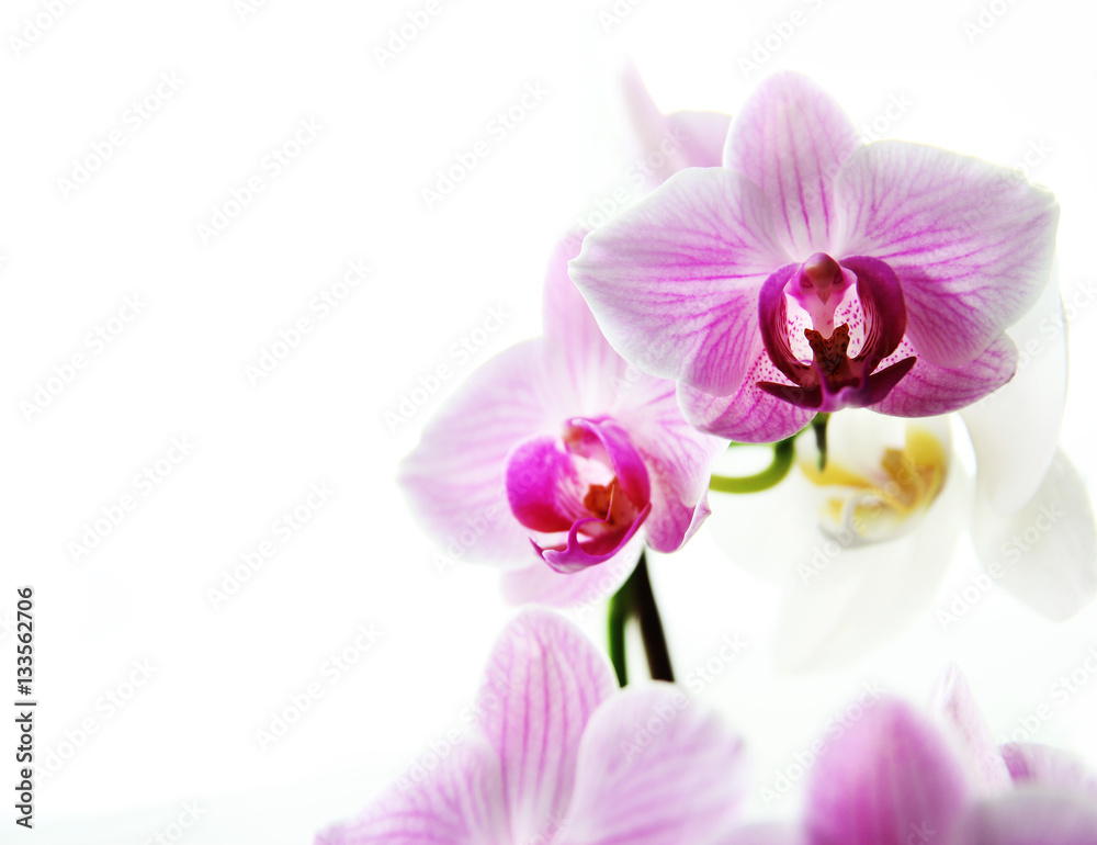 pink flowers orchid on a white background pink flowers orchid on a white background