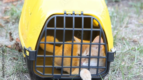 red cat sitting in yellow pet carrier for animals