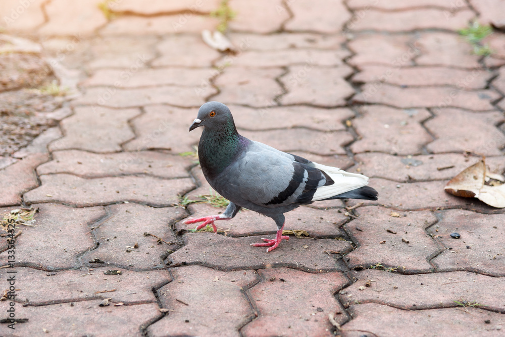 Obraz premium Pigeons Bird