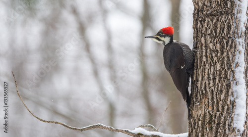 A Pileated woodpecker high in a tree hunting beetles under the bark in an winter woods. photo