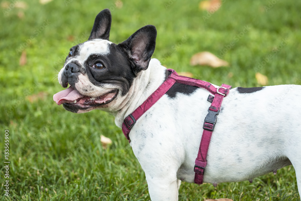 White french bulldog with black spot on head, wearing a red walking harness, standing on green grass lawn, autumn day White french bulldog with black spot on head, wearing a red walking harness, standing on green grass lawn, autumn day