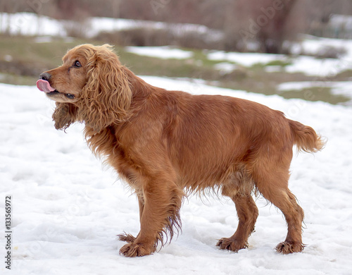 Dog in nature