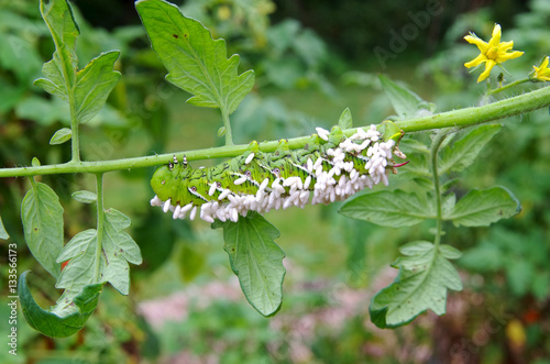 A Crippled Tomato / Tobacco Hornworm as host to parasitic braconid wasp eggs.  This horn worm is hanging upside down on a tomato plant stem. Green foliage and yellow tomato blossoms visible.