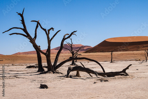 Namibia - Dead Vlei