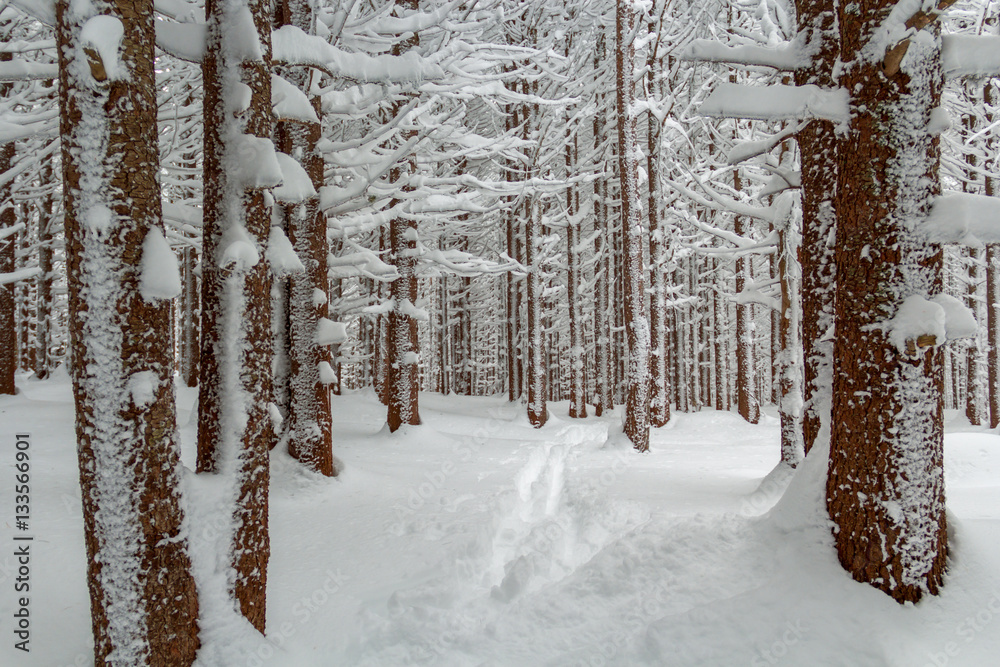Fototapeta premium Snow covered forest