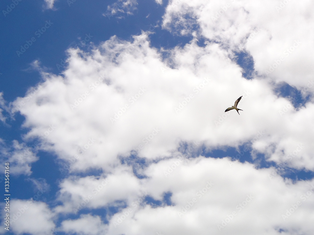 Bird in the sky - JAK-05 Bird in the sky - JAK-05