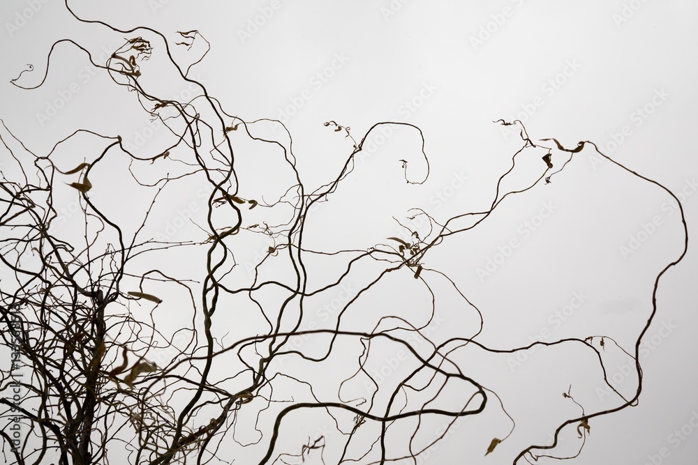 Curly branches of tree against winter sky, suitable as pattern or background. Slovakia