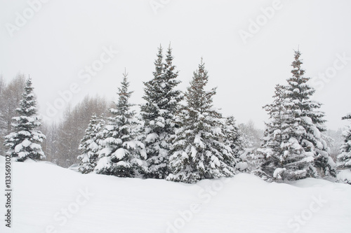 Winter fir tree