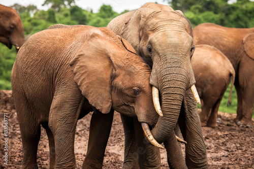 African Elephants © Jennifer
