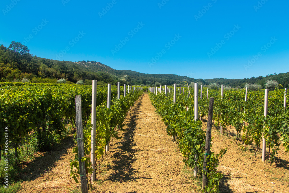      Vineyard in the countryside in Vrbnik, island of Krk, Croatia 