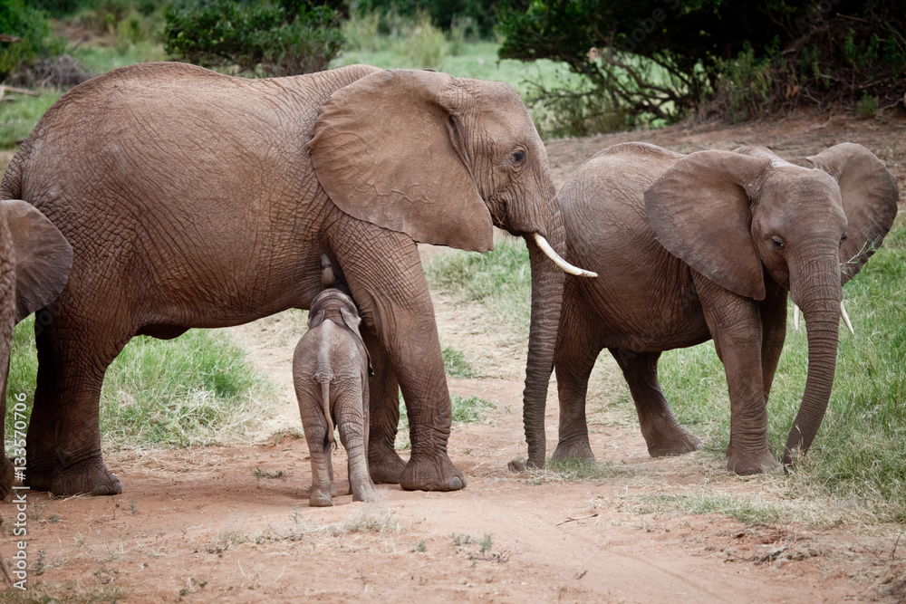 African Elephant Calf Nursing