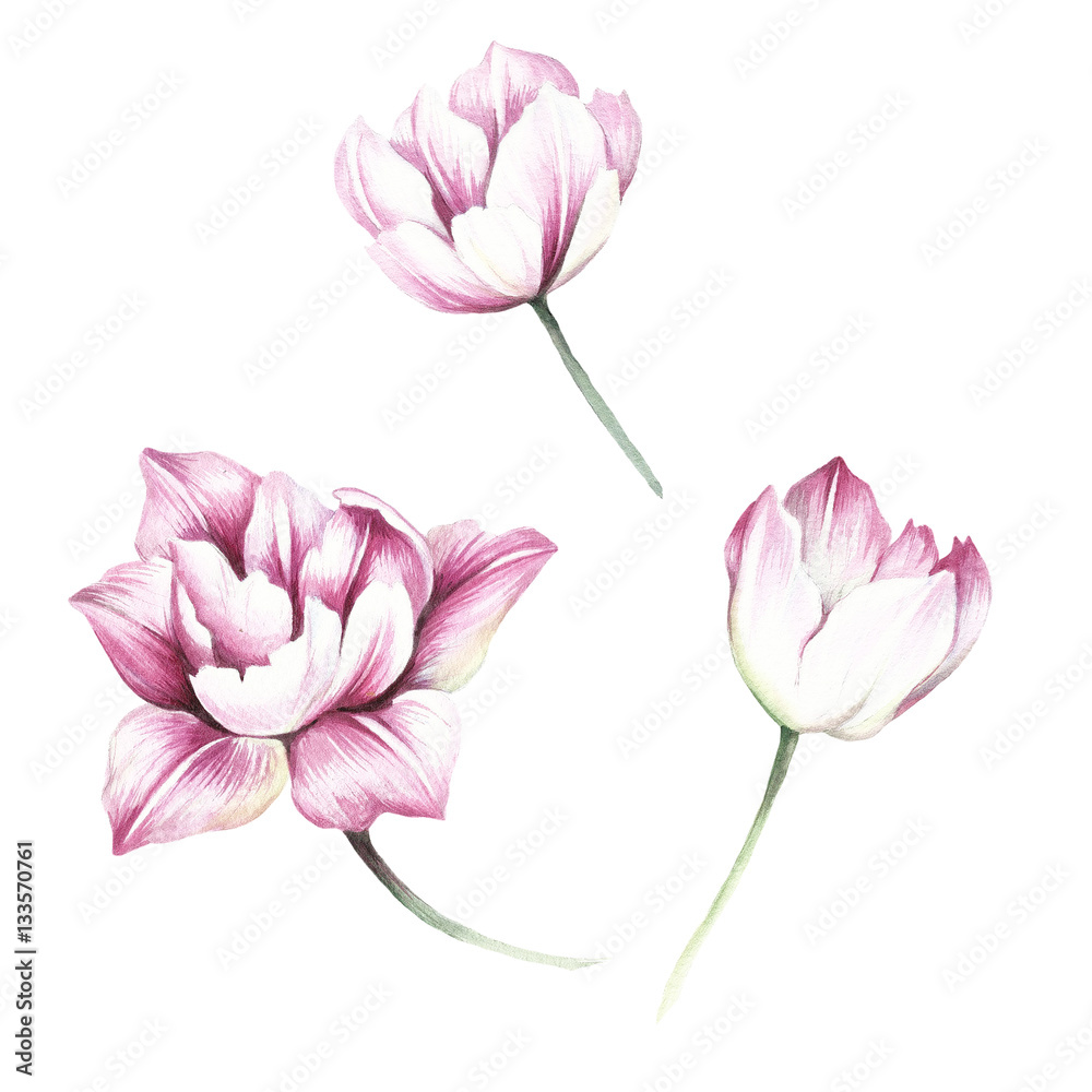 Set of tulips. Hand draw watercolor illustration
