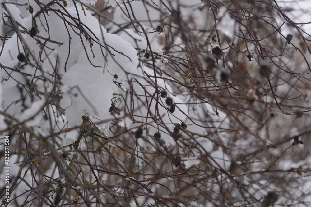 Obraz premium beautiful winter landscape, horizontal, wild rose bush in the snow, nature, wilderness 