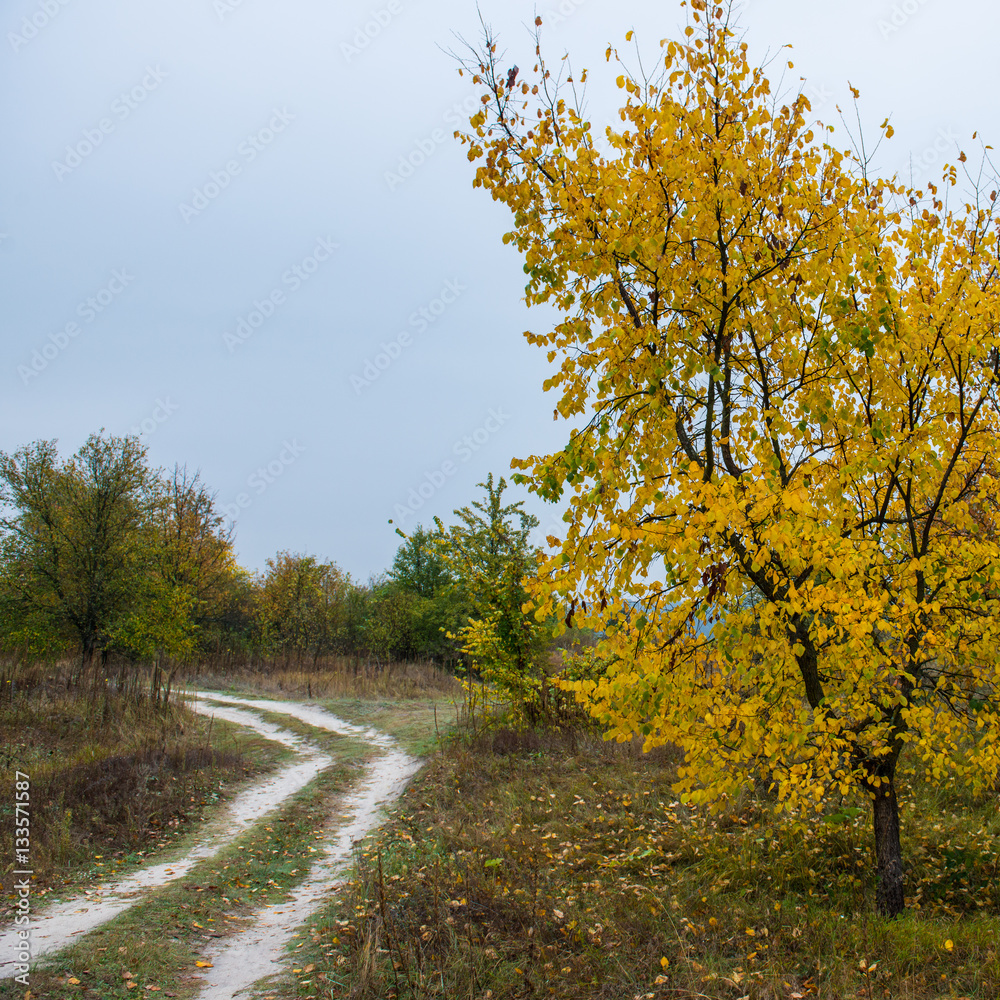 Obraz premium dirt road in forest