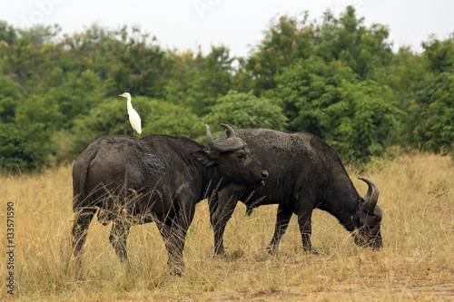 African Buffalos (Syncerus caffer, aka Cape Buffalo). Queen Elisabeth National Park, Uganda photo