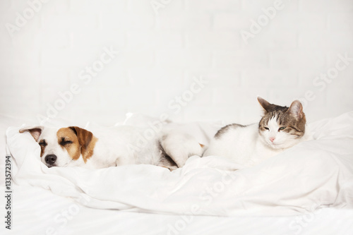 Fototapeta Naklejka Na Ścianę i Meble -  Sleeping pets on bed