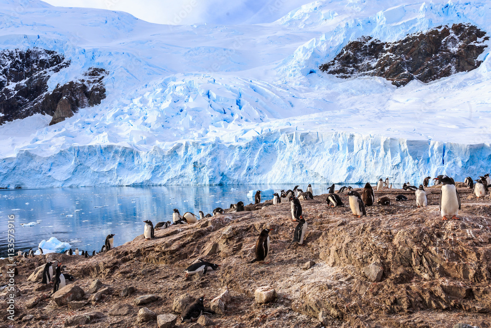 Fototapeta premium Rocky coastline overcrowded by gentoo pengins and glacier in the