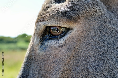 Gros plan sur l'oeil d'un âne © aquaphoto