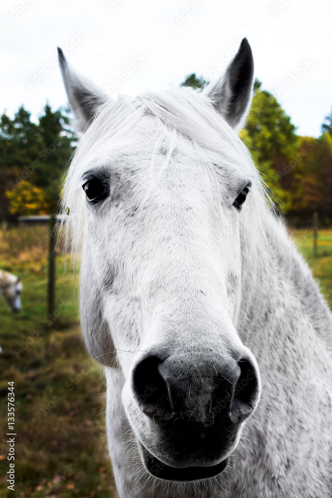 Obraz premium White Horse