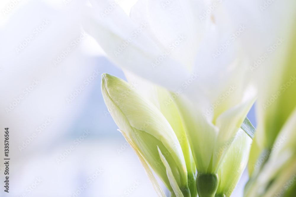 Obraz premium Flower.