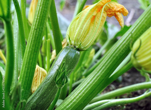 close-up of flowering zucchini