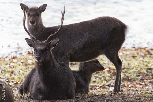 Fototapeta Naklejka Na Ścianę i Meble -  Wapiti 1 / Wapitihirsche im Wildgehege Kreideberg / Ochtmissen bei Lüneburg (Niedersachsen). Aufgenommen am 14. Januar 2017.