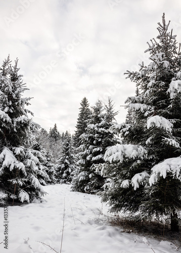 Snow covered spruce trees