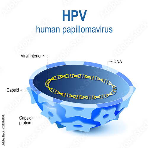 cross section of capsid papillomavirus with DNA