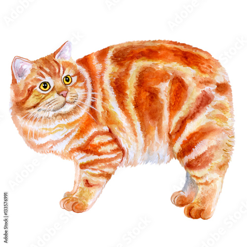 Fotografía Watercolor portrait of red Manx, Manks cat with no tail isolated on white background