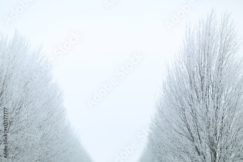 Snowy trees